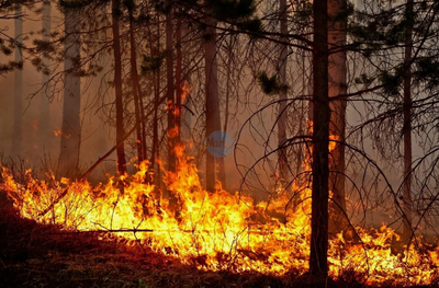 Огненный фронт в Эстонии: Пожарные пяти городов борются с пламенем на 8 гектарах в лесах Ида-Вирумаа