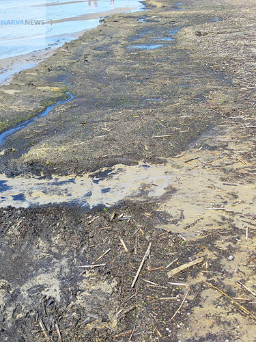 Черная страда: загрязнение пляжа Нарва-Йыэсуу создает неприглядный вид для отдыхающих
