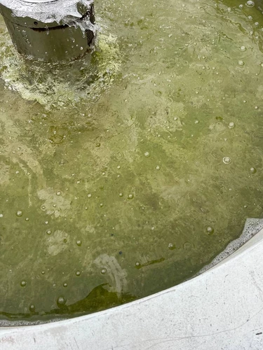 мутная вода в чаше больше похожа на болото, чем на городскую достопримечательность.