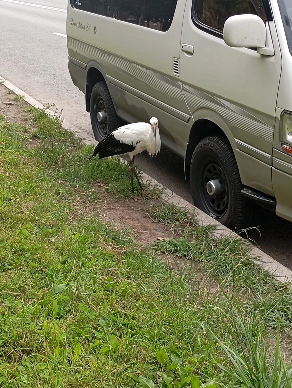 Эстонский аист потерял маршрут из-за сильных ветров и был спасён в Санкт-Петербурге