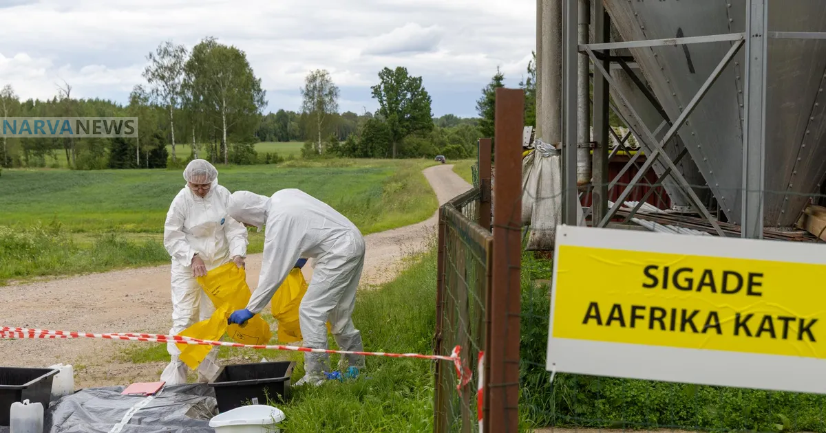 В Эстонии туши свиней будут сжигать на электростанции