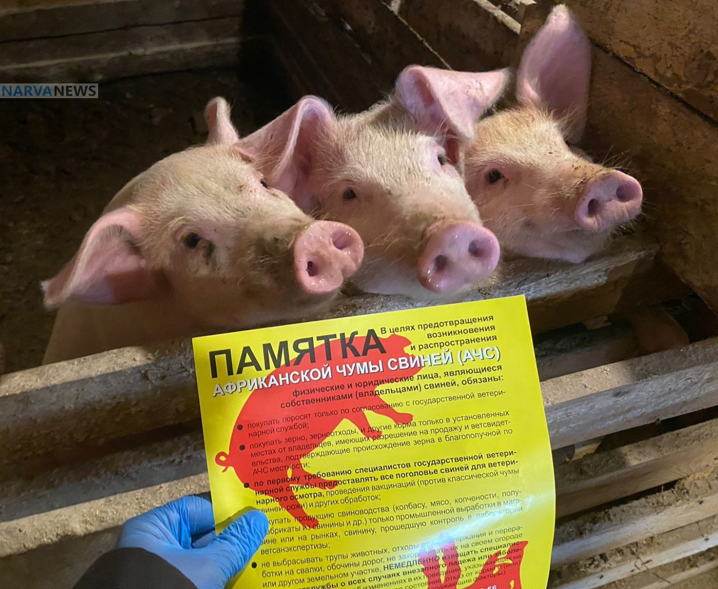 Приграничные районы Ленобласти усилили контроль за свиньями после эпидемии в Эстонии