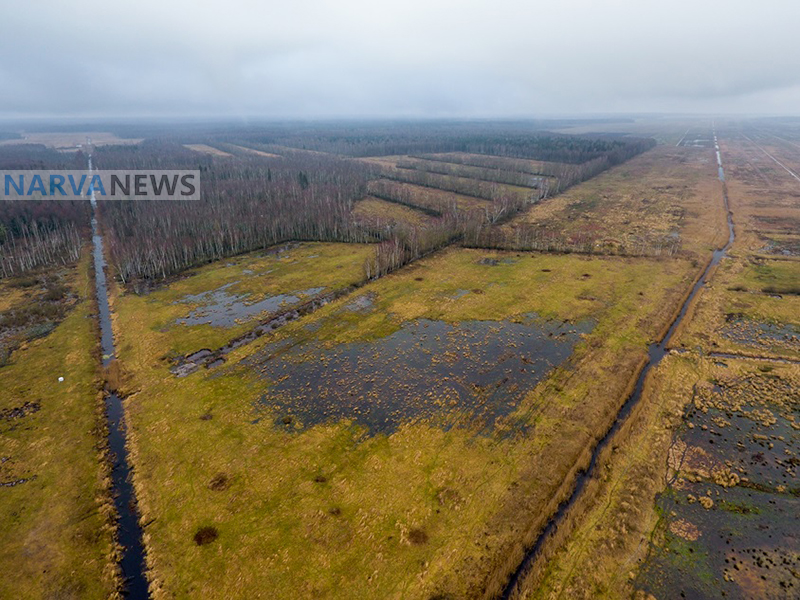Эстония рассматривает восстановление торфяных болот как элемент оборонной стратегии