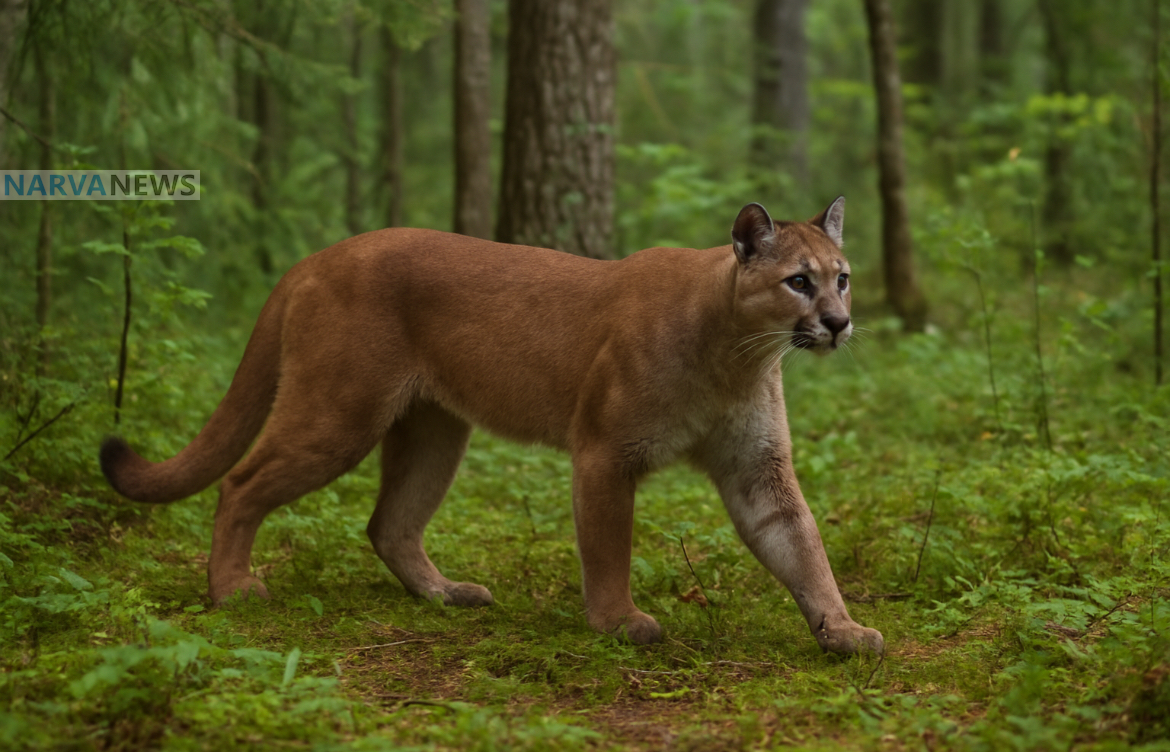 В лесах Эстонии заметили хищника из Америки: эксперты не исключают пуму