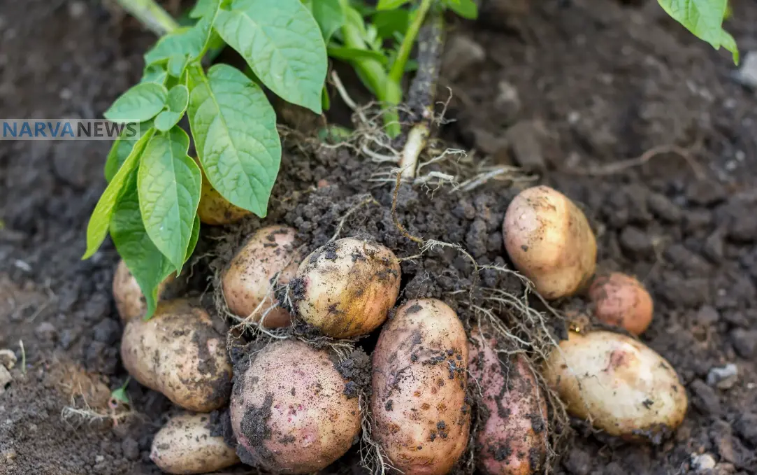 В Эстонии цены на картофель взлетели на треть