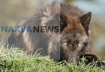 В Эстонии обнаружены гибриды волка и домашней собаки