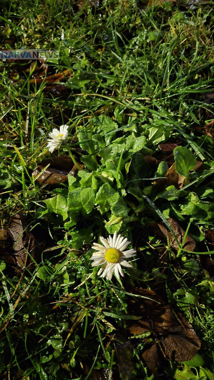 Декабрьское непослушание природы: в Нарве зацвели маргаритки