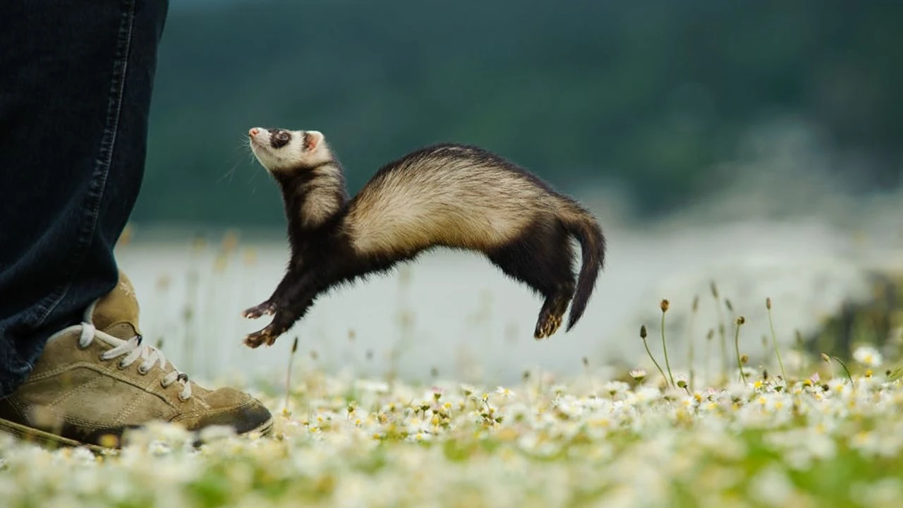 Обязательное микрочипирование домашних животных в Эстонии застопорилось из-за споров о данных и деньгах