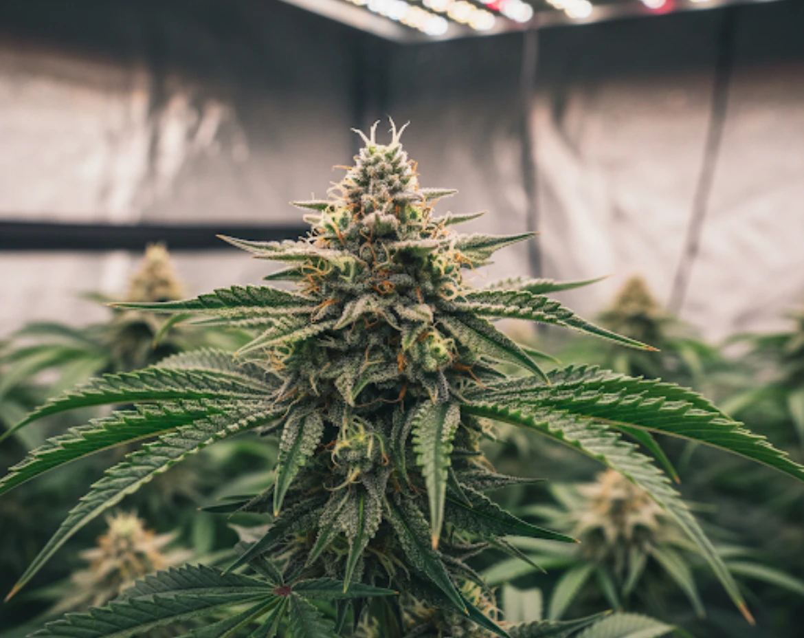 Эстония спорит о смягчении наказаний за наркотики: 