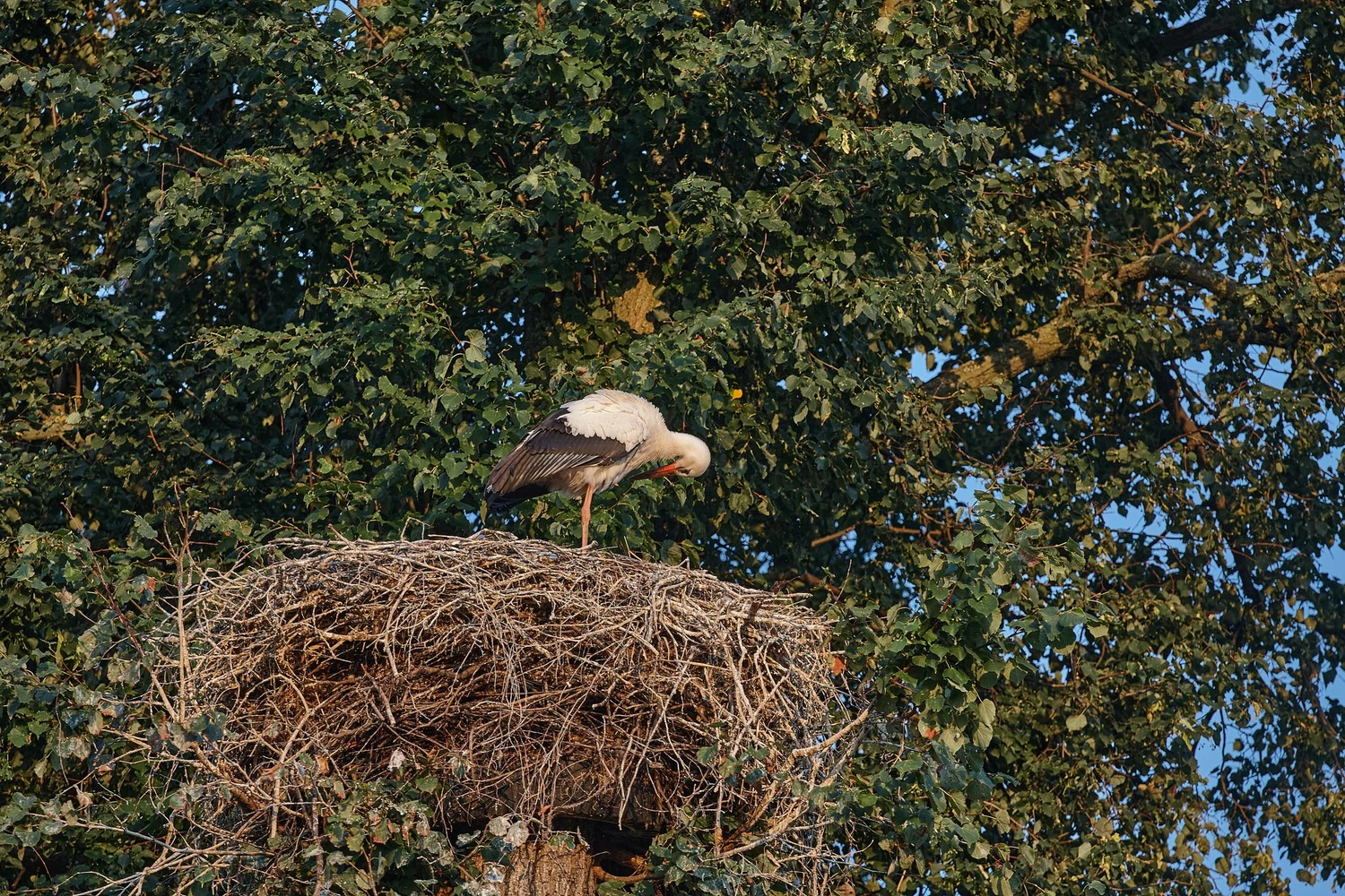 Морозная зима может задержать весну: в Эстонии стартует сбор данных о первых перелётных птицах: Иллюстративное фото — Narva News AI
