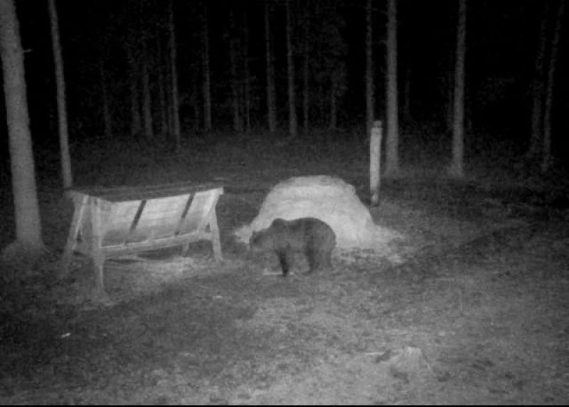 Медведи возвращаются: на этот раз косолапый замечен в Латвии: Фото: ventasbalss.lv Снимок был сделан в Анцской волости Вентспилсского края 4 апреля 2026.