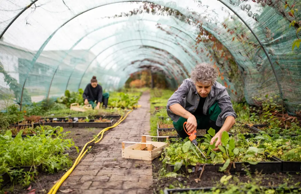 Что будет с ценами на продукты, если украинские работники покинут Эстонию?: 
