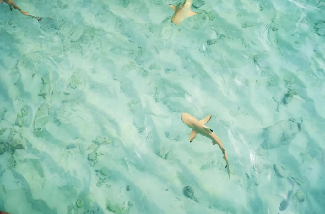 «Медовый месяц превратился в кошмар»: акула оторвала ногу туристу у берегов Мальдив: 