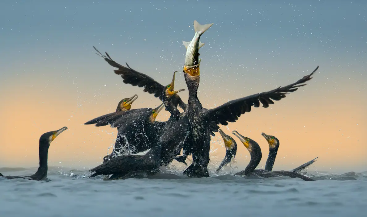 Тысячи бакланов вернулись в Эстонию: 