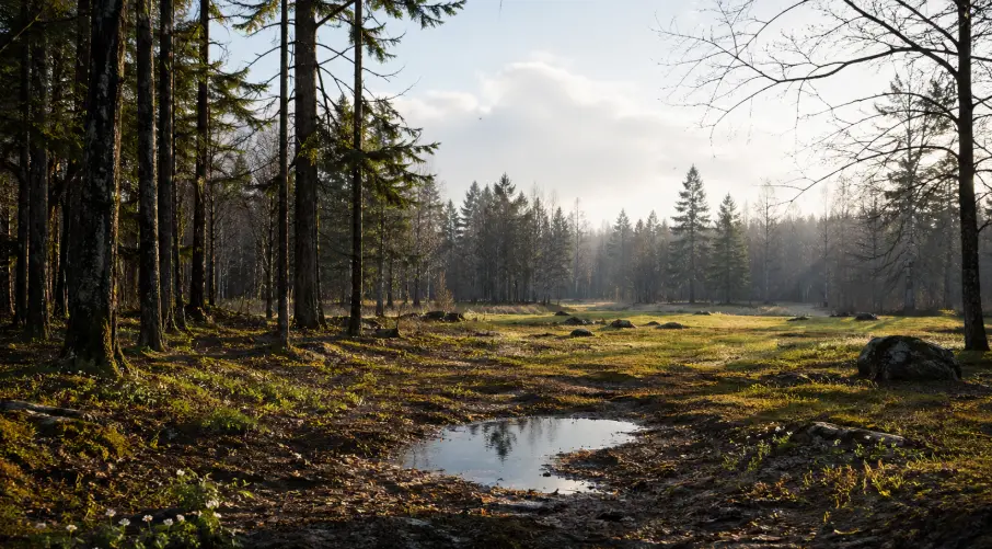 Ученые прогнозируют снижение численности комаров в Эстонии этой весной