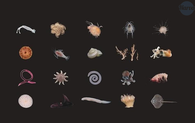 Открытие сотен новых видов океанической жизни на рифах у Новой Зеланди