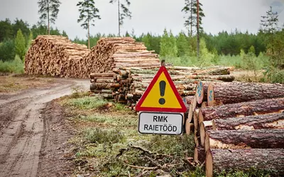 Кризис древесины в Европе 2024: первые последствия для экологии и экон
