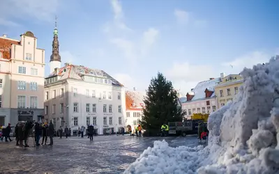 Рождественский Рекорд: Самая низкая рождественская ель Таллинна -  удивляет и вдохновляет!