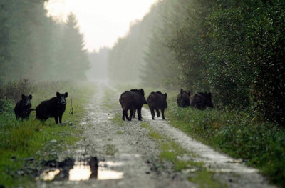 Борьба с африканской чумой свиней: в Эстонии придется отстрелить почти