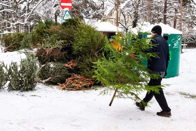 Сбор старых новогодних елок в Нарве: Присоединяйтесь к экологической