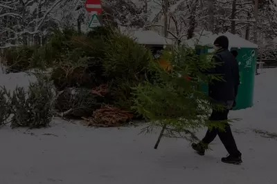 Сбор старых новогодних елок в Нарве: Присоединяйтесь к экологической инициативе с 24 по 28 января 2024 года!