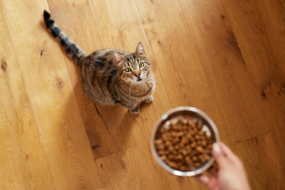Ветеринар о поведении кошек: почему они не пьют воду рядом с кормом?